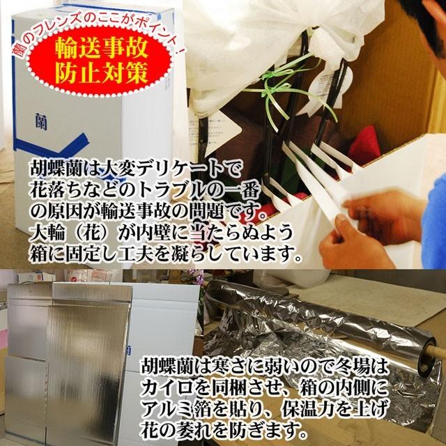 母の日 ギフト お祝い 胡蝶蘭 ミディ 2本立ち 18輪以上 開店祝い 周年祝い 開店 開業 周年 古希 喜寿 米寿 お祝い 花 プレゼント ミニ胡蝶蘭 誕生日 送料無料_14