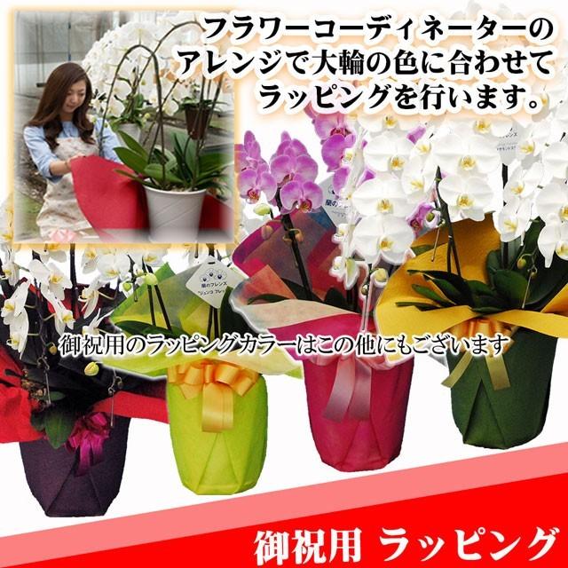 蘭のフレンズ 胡蝶蘭 ミディ 2本立ち 18輪以上 開店祝い 周年祝い