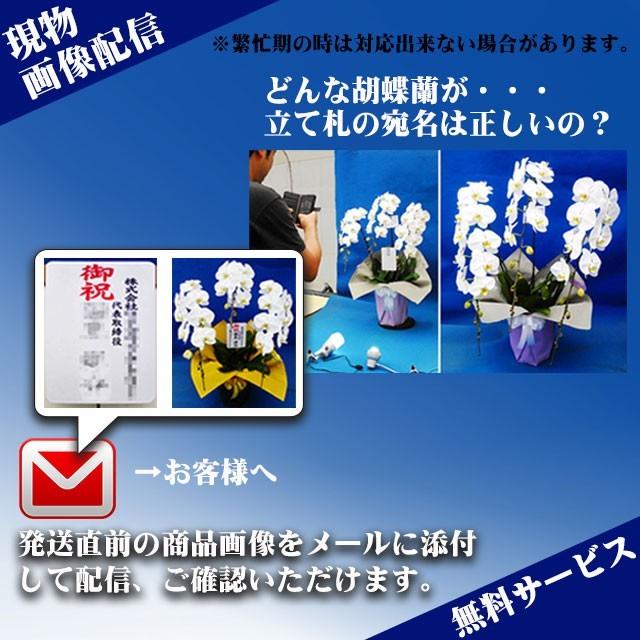 母の日 ギフト お祝い 胡蝶蘭 ミディ 2本立ち 18輪以上 開店祝い 周年祝い 開店 開業 周年 古希 喜寿 米寿 お祝い 花 プレゼント ミニ胡蝶蘭 誕生日 送料無料_20