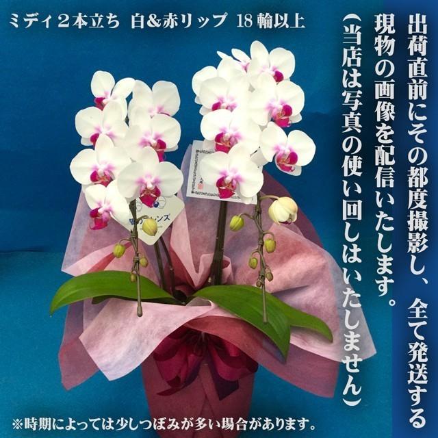 蘭のフレンズ 胡蝶蘭 ミディ 2本立ち 18輪以上 開店祝い 周年