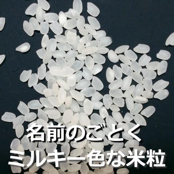 ミルキークイーン 令和7年産 5kg 栃木県 名水百選の湧水使用 米 お米 5