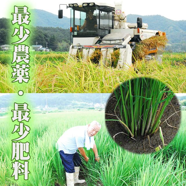 ミルキークイーン 令和7年産 5kg 栃木県 名水百選の湧水使用 米 お米 5