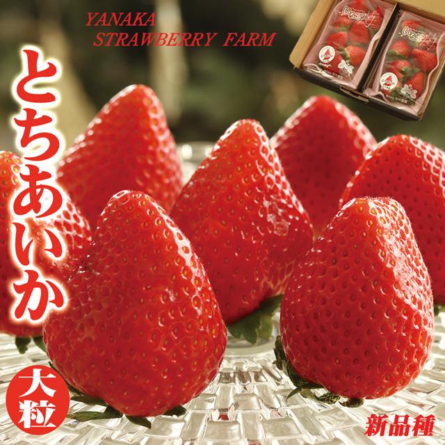 栃木県産 ブランドいちご とちあいか 大粒 約280g×2パック 高 栃木県産 ブランドいちご とちあいか 大粒 約280g×2パック 高