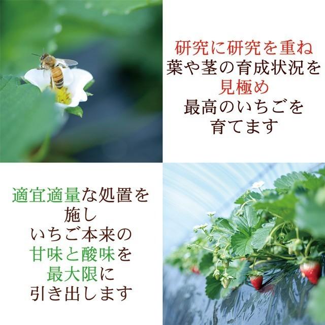 いちごさま専用 あきひめ（章姫）いちご ギフトセット 小林農園 わかば農法