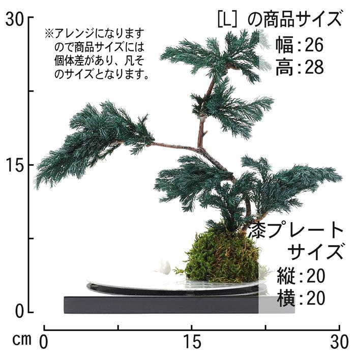 敬老の日 ギフト プリザーブド 盆栽 漆松 Lサイズ 贈答 送料無料 プリザーブドフラワー 苔玉 造花 置物 オブジェ 観葉植物 アーティフィシャルフラワー フェイク |  | 05