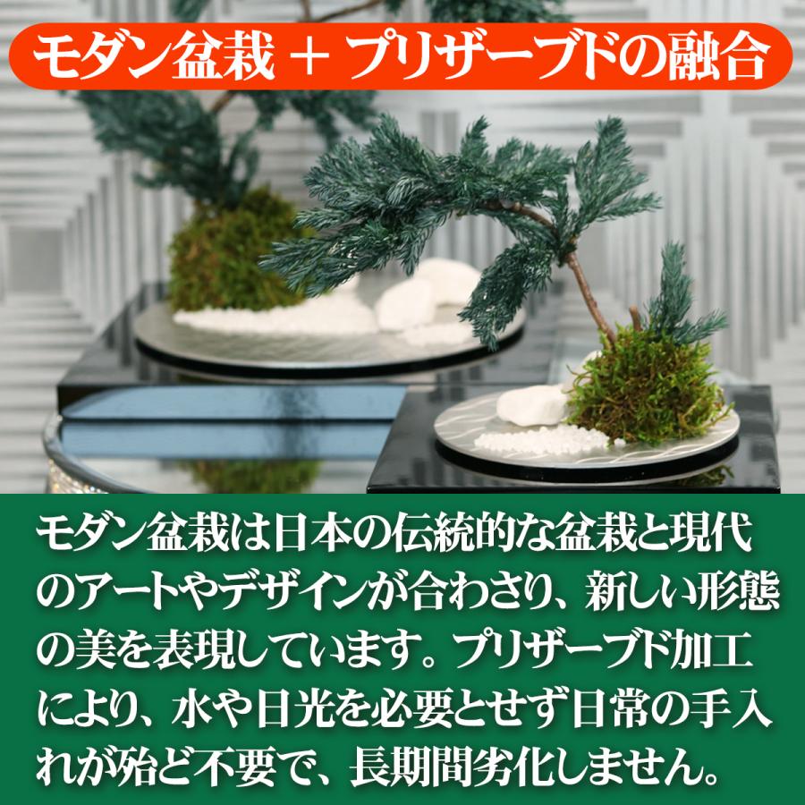 敬老の日 ギフト プリザーブド 盆栽 漆松 Lサイズ 贈答 送料無料 プリザーブドフラワー 苔玉 造花 置物 オブジェ 観葉植物 アーティフィシャルフラワー フェイク |  | 06