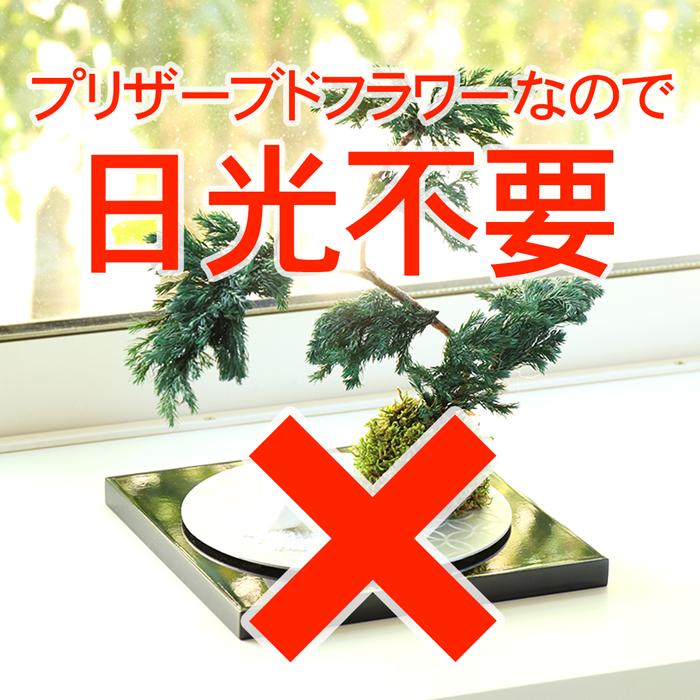 敬老の日 ギフト プリザーブドフラワー 盆栽 置いておくだけ お手入れ不要 漆松 贈答 送料無料 苔玉 造花 置物 オブジェ 観葉植物 フェイクグリーン プレゼント |  | 06