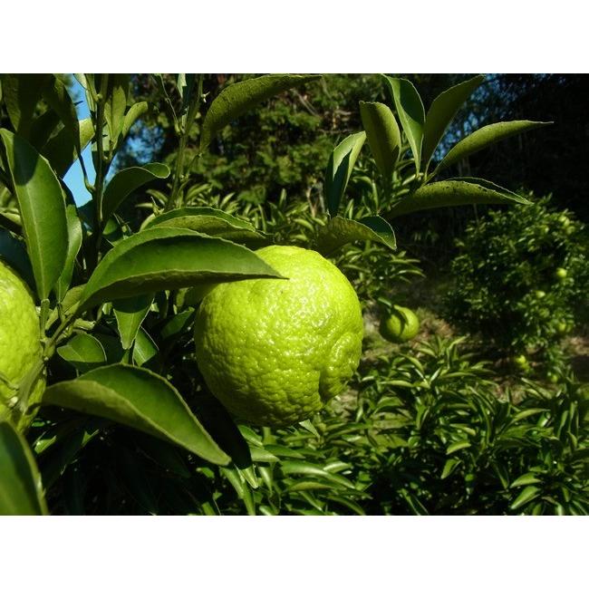 はるか（みかん） 6kg /送料別 熊本県産 ちょっぴりワケアリ 中山さん