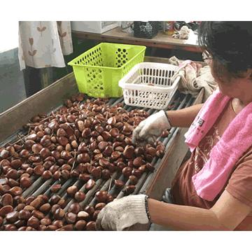 予約販売:栗 2kg サイズ不選別（S未満を除く） 送料別 甲佐町・上田