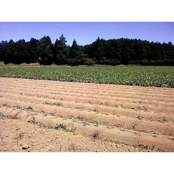 予約販売:紅はるか 20kg(10kg箱×2) 熊本県産 サイズ不選別 送料別/ 益城町 西村さんのさつま芋|no-mark|03