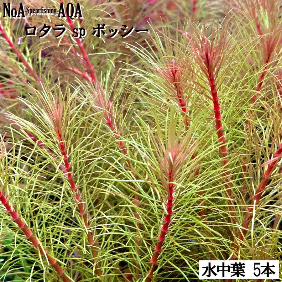 水草 水中葉 無農薬 ロタラ sp. ボッシー 5本 水槽 アクアリウム