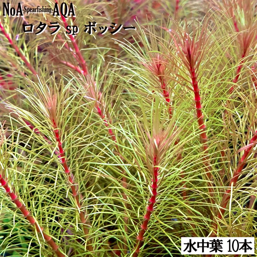 水草 水中葉 無農薬 ロタラ sp. ボッシー 10本 水槽 アクアリウム sp
