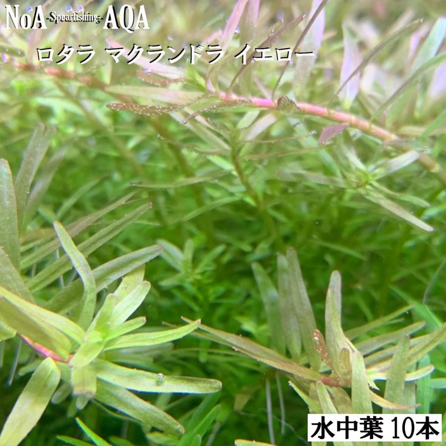 水草 水中葉 無農薬 ロタラ マクランドラ イエロー 10本 水槽
