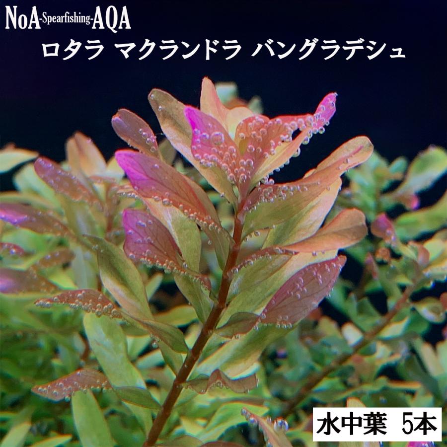 ロタラ マクランドラ トロピカ製「水中葉」「無農薬」 5本 楽天市場】水草 水中葉 無農薬 ロタラ マクランドラ イエロー 5