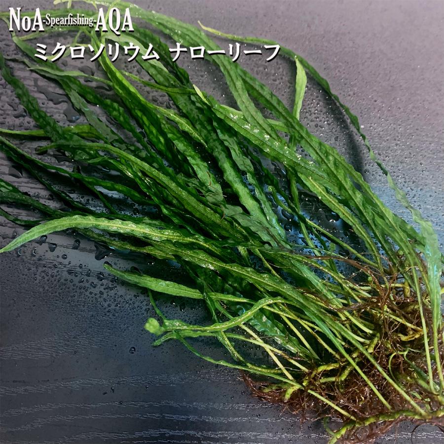 水草 水中葉 無農薬 ミクロソリウム ナローリーフ 1塊 アクアリウム 陰性水草 活着 水槽 中景草 : NoA-Yahoo!店 - 通販 ...