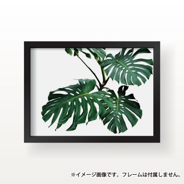 植物 モンステラ 葉 インテリア アート ポスター おしゃれ 玄関 植物 モンステラ 葉 インテリア アート ポスター おしゃれ 玄関