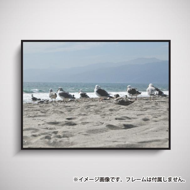海鳥 ポスター インテリア A1サイズ 写真 フォト 海 砂浜 おしゃれ 模様替え 雑貨 一人暮らし おうち時間 北欧風 大きい Animal 08 A1 備品販促二郎 通販 Yahoo ショッピング