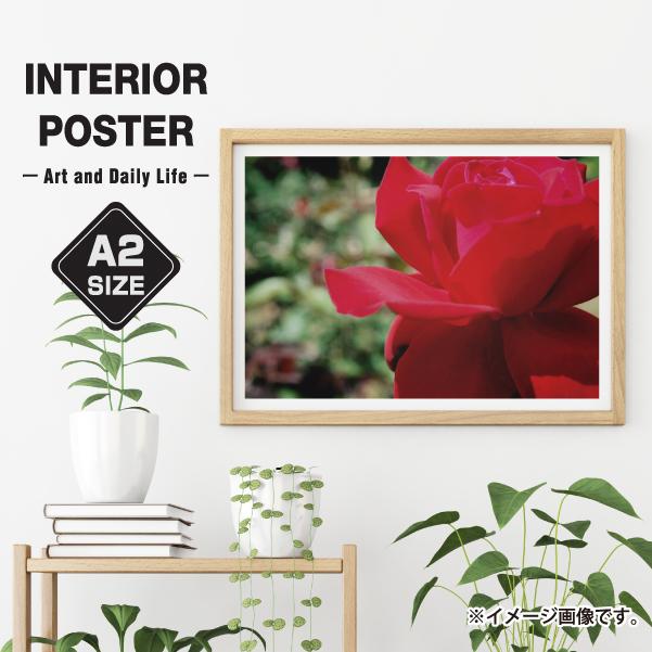 ポスター インテリア サイズ バラ 薔薇 赤 風水 健康運 子宝運 おしゃれ 模様替え 雑貨 一人暮らし 大きい おしゃれな北欧風 Plant 17 備品販促二郎 通販 Yahoo ショッピング