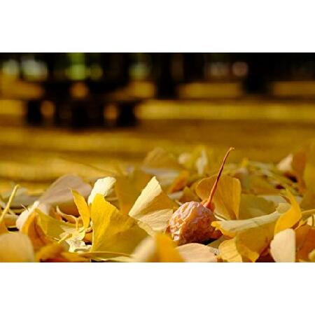 「超メルカリ市」 富士フイルム フジノンレンズ XF16-55mmF2.8 R LM WR 【YWU2445266602】(87750円)