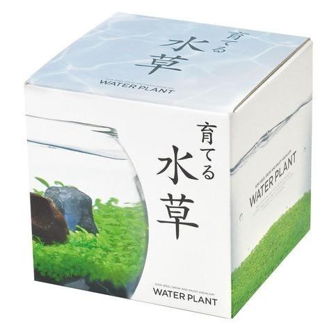 送料無料 種から育てる水草 LLサイズ GD841 みずくさ 栽培セット