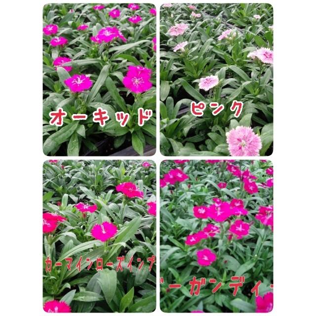 四季咲き矮性ナデシコ ダイアンサス F1テルスター 9cmポット苗40ポット