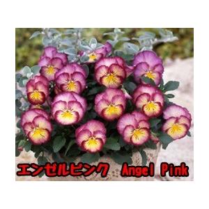 虹色スミレ 虹色パンジー 9cmポット6株 パンジー苗 ビオラ苗 花苗