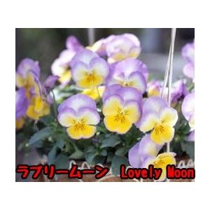 虹色スミレ 虹色パンジー 9cmポット6株 パンジー苗 ビオラ苗 花苗
