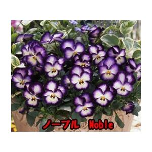 虹色スミレ 虹色パンジー 9cmポット6株 パンジー苗 ビオラ苗 花苗