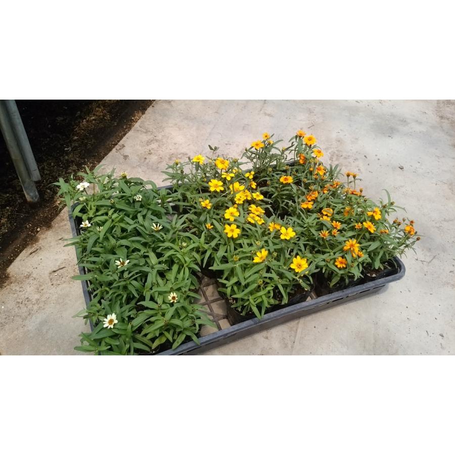 ジニア リネアリス 9cmポット苗 6株 Rinearisu9 6 種苗と園芸 農土花nodoka 通販 Yahoo ショッピング