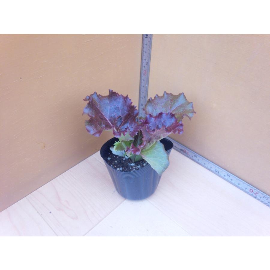 サニーレタス苗 マザーレッド 9cmポット : 種苗と園芸 農土花NODOKA