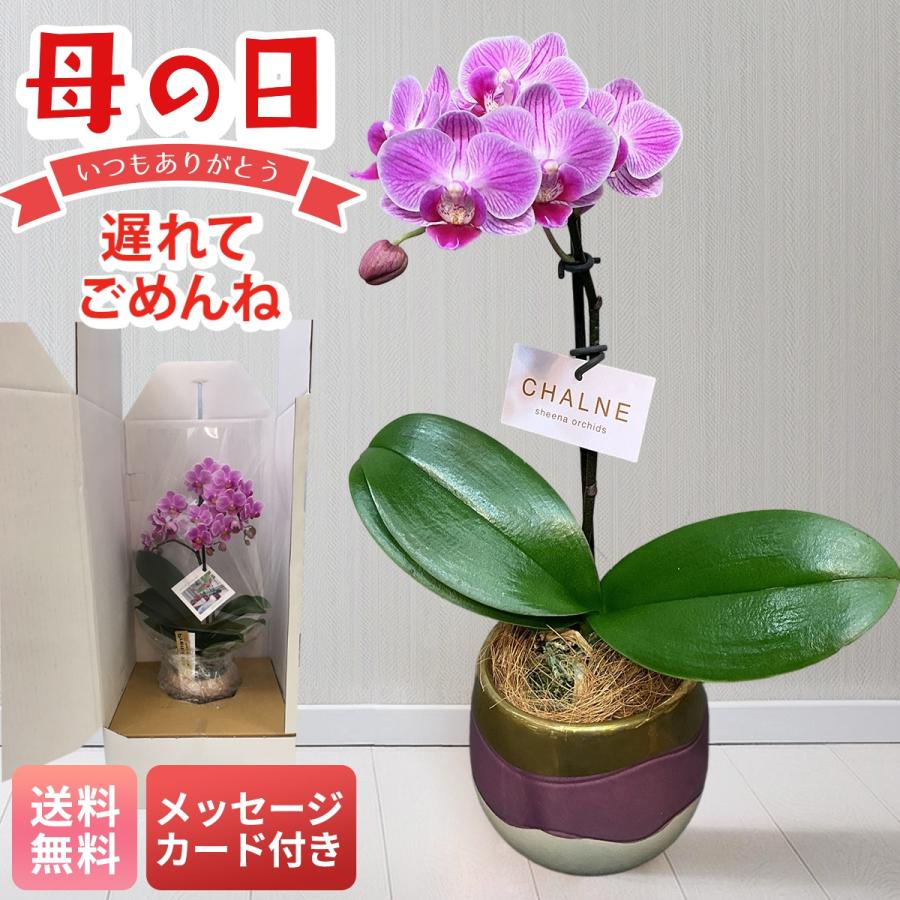 母の日 遅れてごめんね プレゼント 2026 母の日ギフト 生花 花 鉢植え 70代 60代 メッセージカード付き マイクロ胡蝶蘭 シャルネ鉢 3号鉢 蘭 コチョウラン MC-SY（Yahoo!・NOEL-DECO）