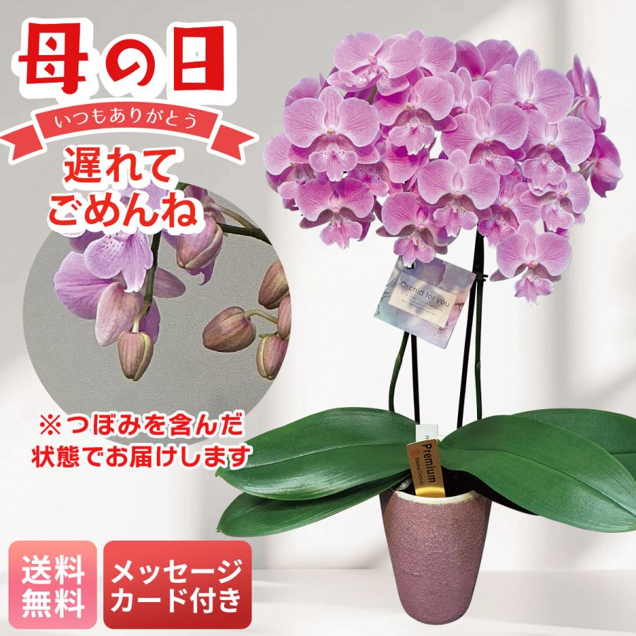 母の日 遅れてごめんね プレゼント 2026 母の日ギフト 花 ギフト 生花 鉢植え メッセージカード付き 胡蝶蘭 (ビックリップキティ) 3号鉢 コチョウラン MC37-5（Yahoo!・NOEL-DECO）