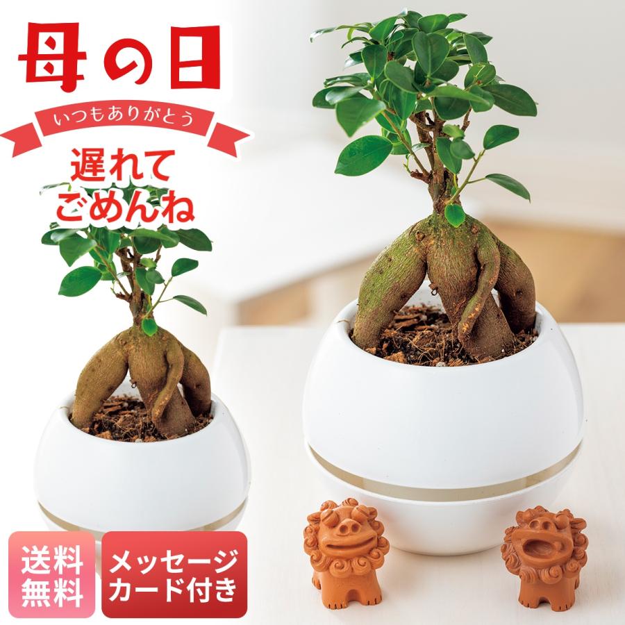 母の日 遅れてごめんね プレゼント 2026 母の日ギフト 花 ギフト 生花 鉢植え メッセージカード ガジュマル シーサー 白カプセル 5号鉢 室内 観葉植物 MFY37-2（Yahoo!・NOEL-DECO）