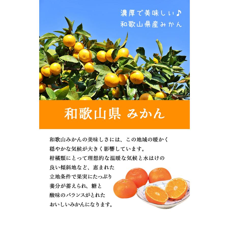ギフト プレゼント 2025 送料無料 和歌山県産みかん使用 まるごと