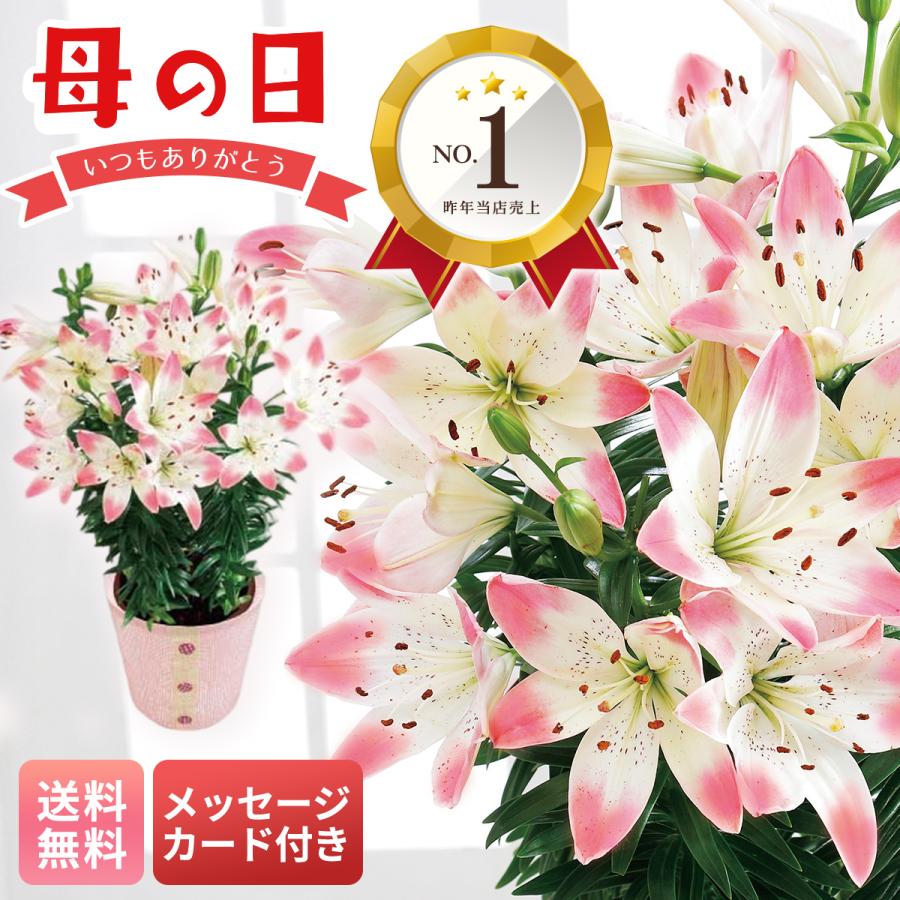 母の日 花 鉢植え 花鉢 鉢 プレゼント 人気 2026 母の日ギフト 花 ギフト  ユリ  ( シュガーラブ ) 5.5号鉢 2色咲き スカシユリ メッセージカード MR37-7（Yahoo!・NOEL-DECO）
