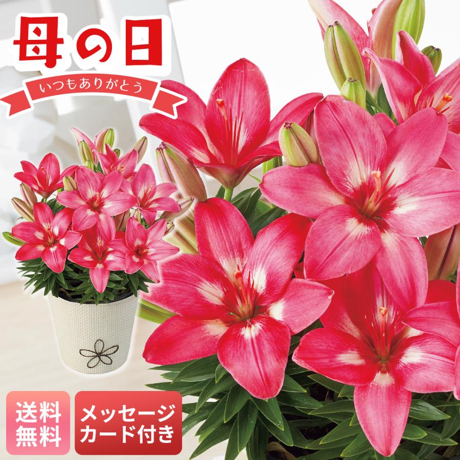 母の日 プレゼント 2026 母の日ギフト 花 ギフト 生花 鉢植え 70代 60代 メッセージカード付き ユリ ( ロザリン ) 5.5号鉢 鮮やか コンパクト MS37-10（Yahoo!・NOEL-DECO）
