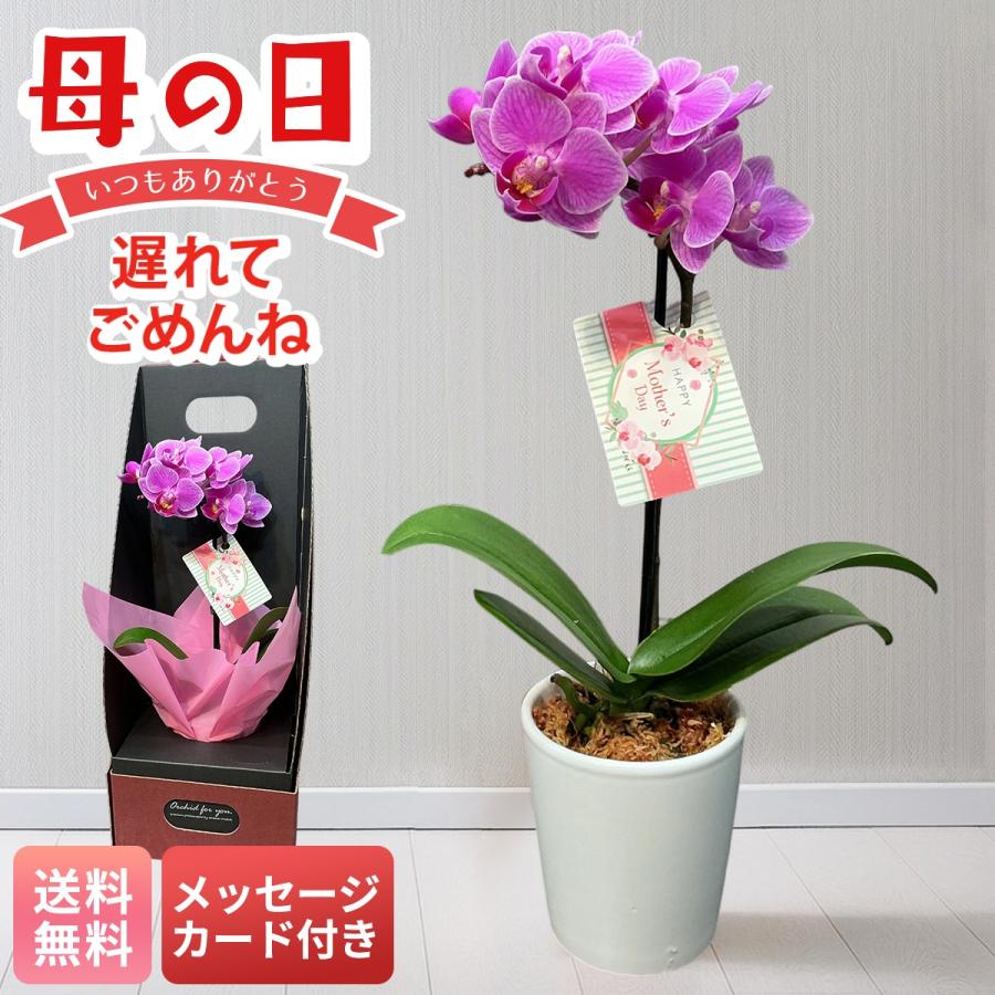 母の日 遅れてごめんね プレゼント 2026 母の日ギフト 生花 花 鉢植え メッセージカード付き MIX マイクロ胡蝶蘭 2.5号鉢 蘭 コチョウラン かわいいサイズ MC-M（Yahoo!・NOEL-DECO）