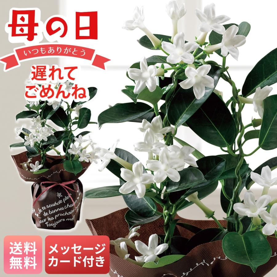 母の日 プレゼント 2026 母の日ギフト 花 ギフト 生花 鉢植え 70代 60代 メッセージカード付き マダガスカルジャスミン 4号鉢 星型 純白色 MU37-10（Yahoo!・NOEL-DECO）