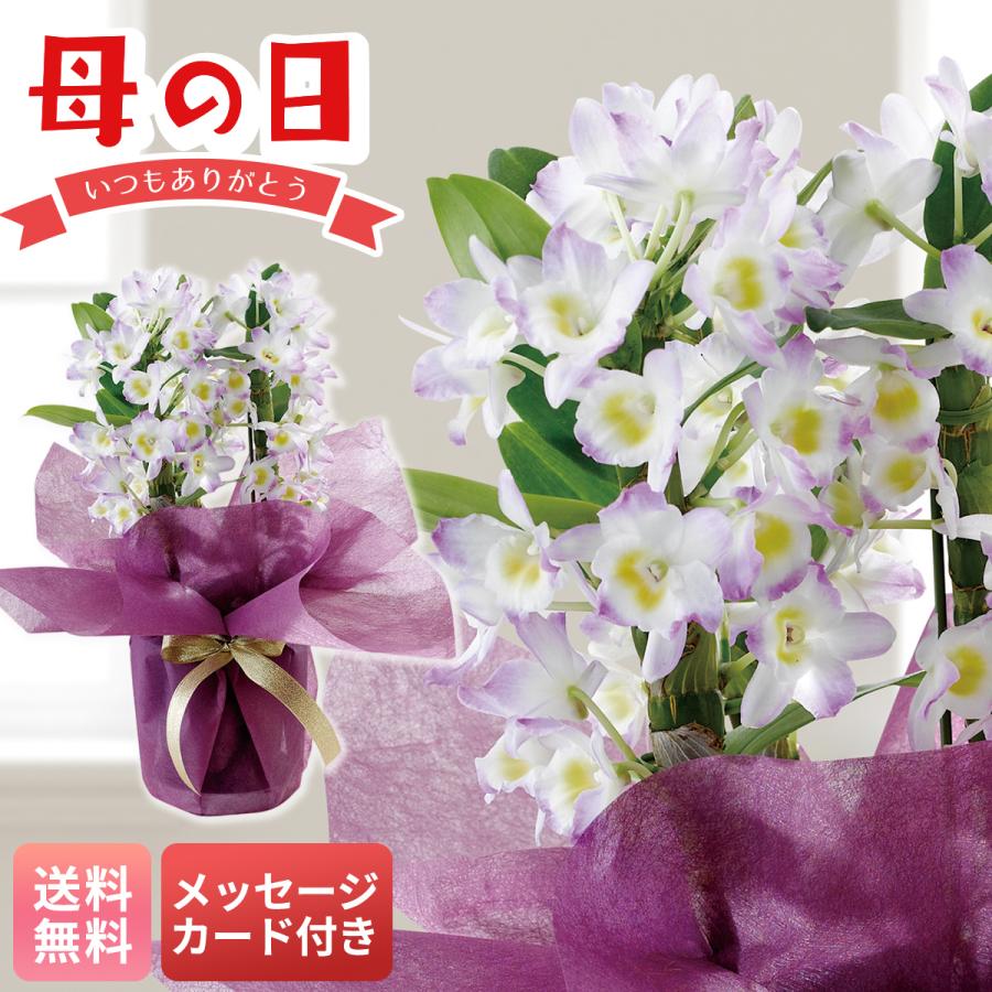 母の日 プレゼント 2026 母の日ギフト 花 ギフト 生花 鉢植え 70代 60代 メッセージカード付き デンドロビウム 桃系 4号鉢 ピンク系 観葉植物 MU37-13（Yahoo!・NOEL-DECO）