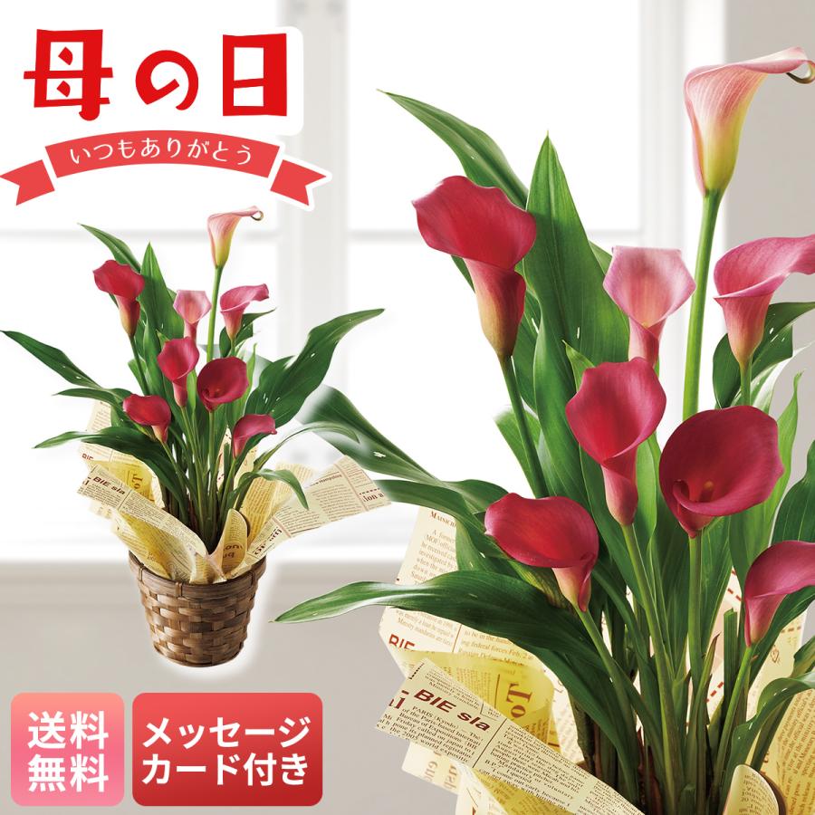 母の日 プレゼント 2026 母の日ギフト 花 ギフト 生花 鉢植え 70代 60代 メッセージカード付き カラー ( チェリーソルベ ) 4号鉢 長持ち MY37-32C（Yahoo!・NOEL-DECO）
