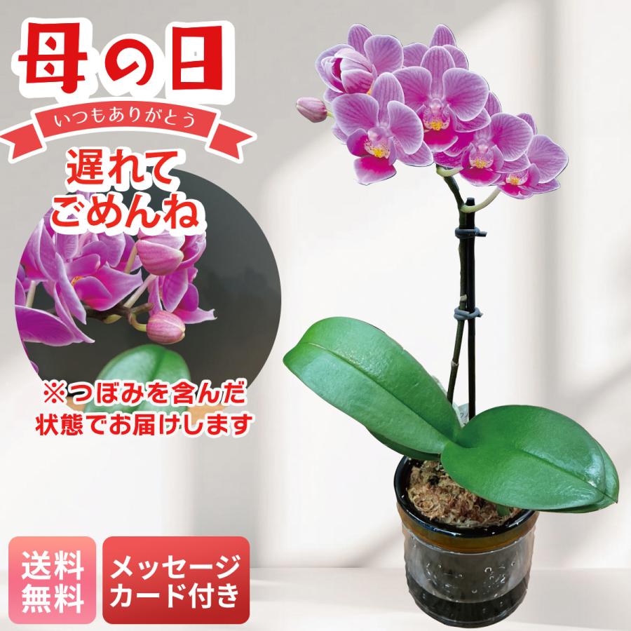 母の日 遅れてごめんね プレゼント 2026 母の日ギフト 花 ギフト 生花 鉢植え メッセージカード マイクロ胡蝶蘭 ( ピコ ) 2.5号鉢 胡蝶蘭 コチョウラン MC37-4（Yahoo!・NOEL-DECO）
