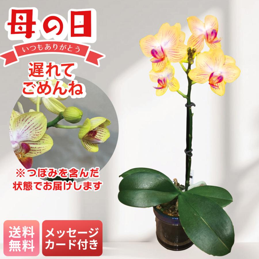 母の日 遅れてごめんね プレゼント 2026 母の日ギフト 花 ギフト 生花 鉢植え メッセージカード マイクロ胡蝶蘭 ( ゴールドベイビー ) 胡蝶蘭 2.5号鉢 MC37-3（Yahoo!・NOEL-DECO）