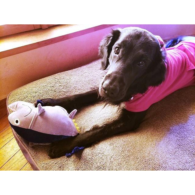 犬 おもちゃ 新鮮マグロ 動くぬいぐるみ ぴちぴち 小型犬 大型犬 まぐろ 魚 ペットトイ 犬のおもちゃ 中型犬 坂上どうぶつ王国 テレビ Magro Noel Dog 通販 Yahoo ショッピング