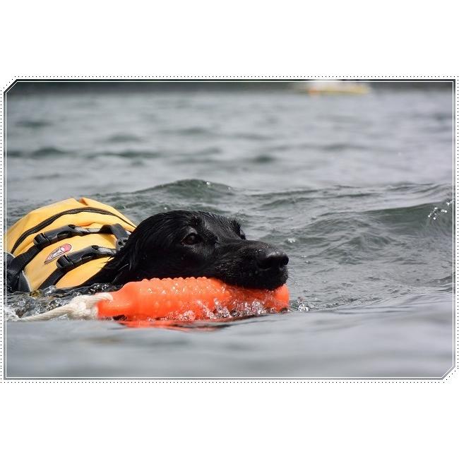 トレーニング ウォーター ダミー オレンジ 犬 おもちゃ レトリーブ 水遊び トレーニング ラブラドール 訓練 Wd Noel Dog 通販 Yahoo ショッピング