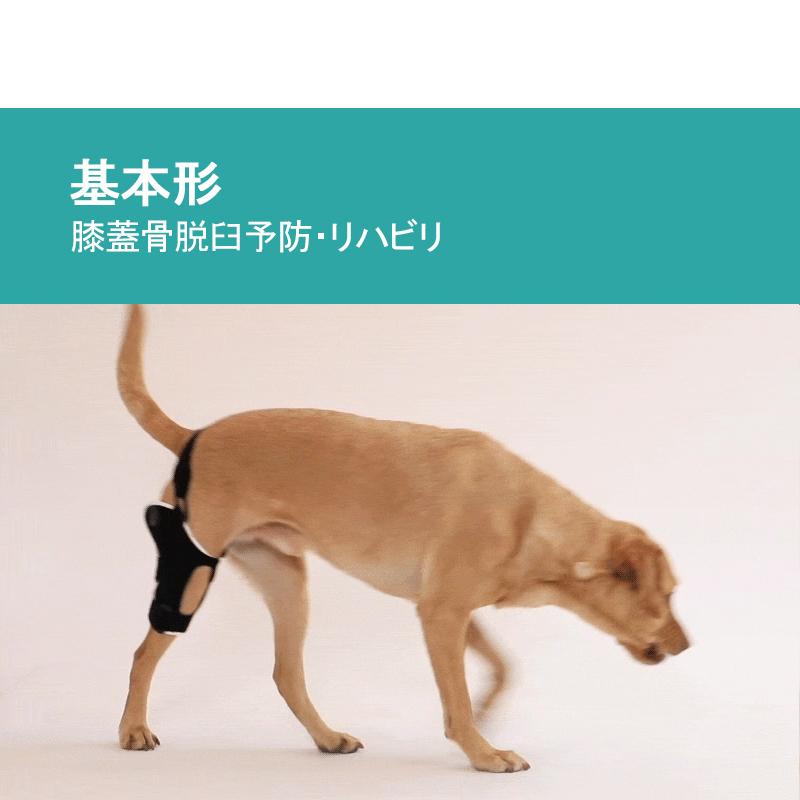 Poveo膝蓋骨サポーター 2xl 3xl 4xl 左 右 レベル1 サポーターのみ パテラ 膝蓋骨脱臼サポーター 矯正 リハビリ 犬 ポベオ 犬用 膝サポーター Paveo 005 Noel J K 通販 Yahoo ショッピング
