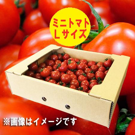 ミニトマト 送料無料 北海道産 Lサイズ 2kg とまと トマト 購入 3240円 価格 2キロ