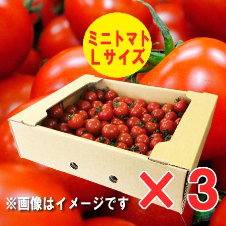 ミニトマト 送料無料 北海道産 ミニトマト Lサイズ 6kg(6キロ) 価格 6680円 トマト/とまと