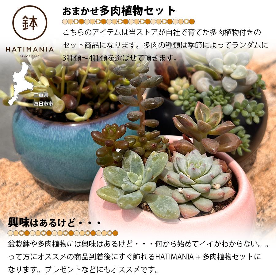 多肉植物おまかせ寄せ植え HATIMANIA 2.5号 鉢マニア 鉢づくし