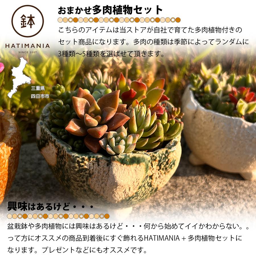 多肉植物おまかせ寄せ植え HATIMANIA 2.5号丸型 2033 盆栽鉢 鉢づくし