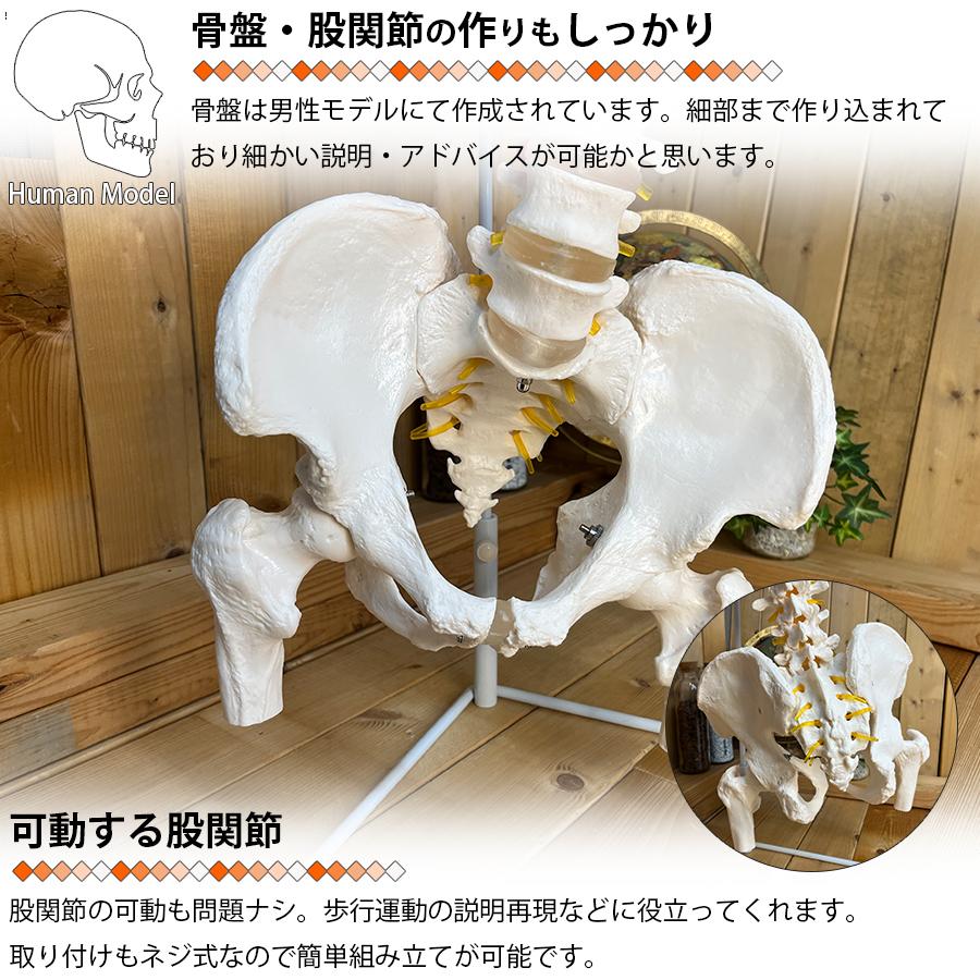 人体模型 骨 等身大 脊椎 模型 実物大 90センチ 脊髄骨盤模型 股関節